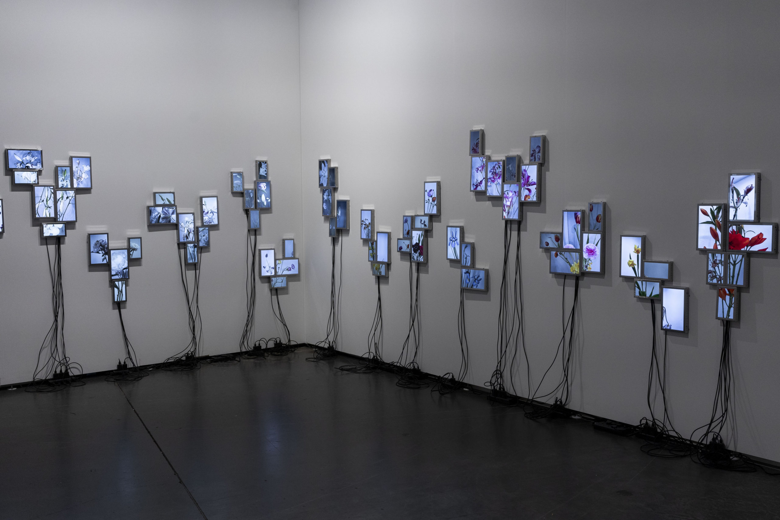 Rolf Art_ABMB 2024_Positions_Julieta Tarraubella_La vida secreta de las flores_1