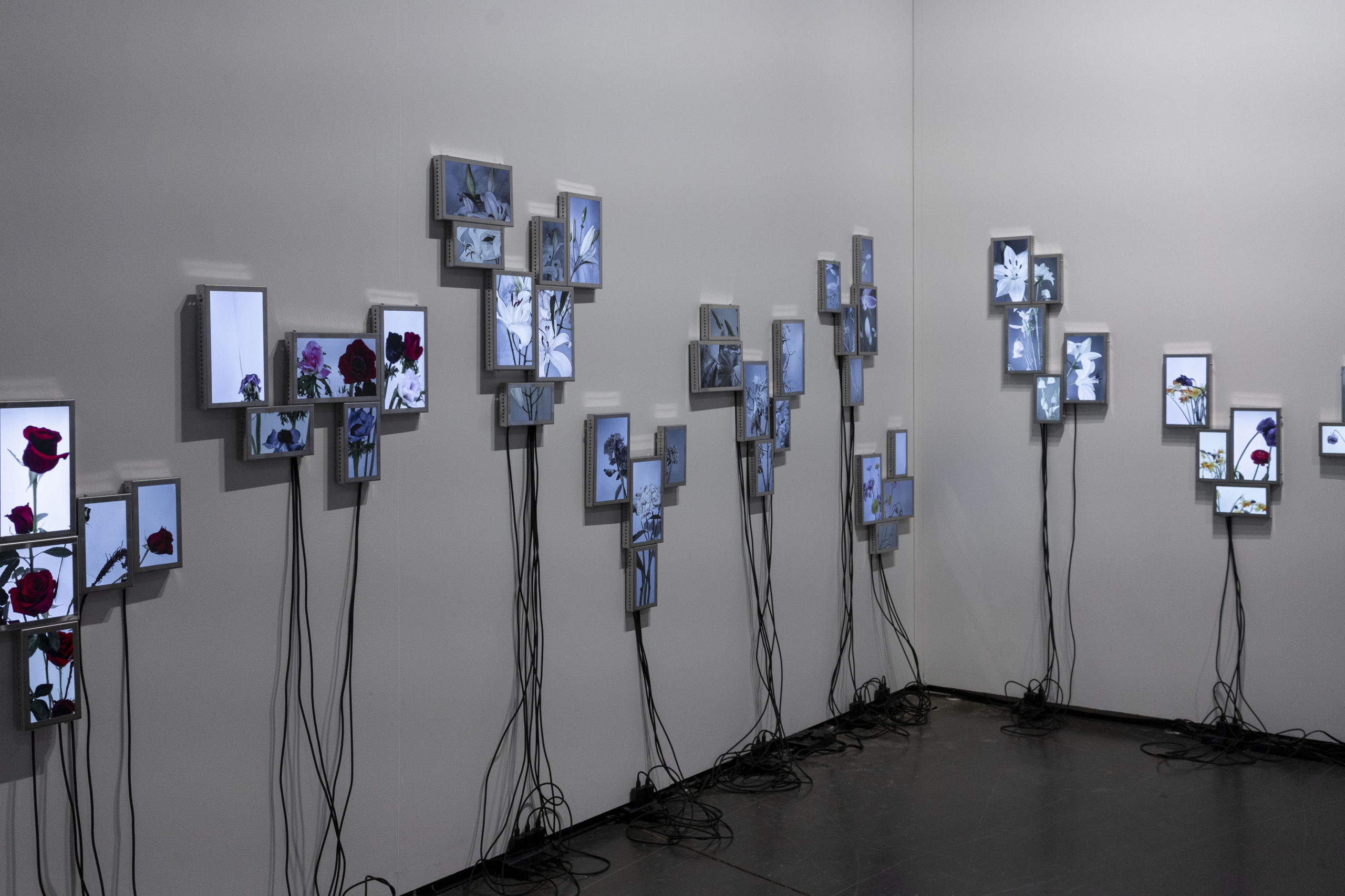 Rolf Art_ABMB 2024_Positions_Julieta Tarraubella_La vida secreta de las flores_15