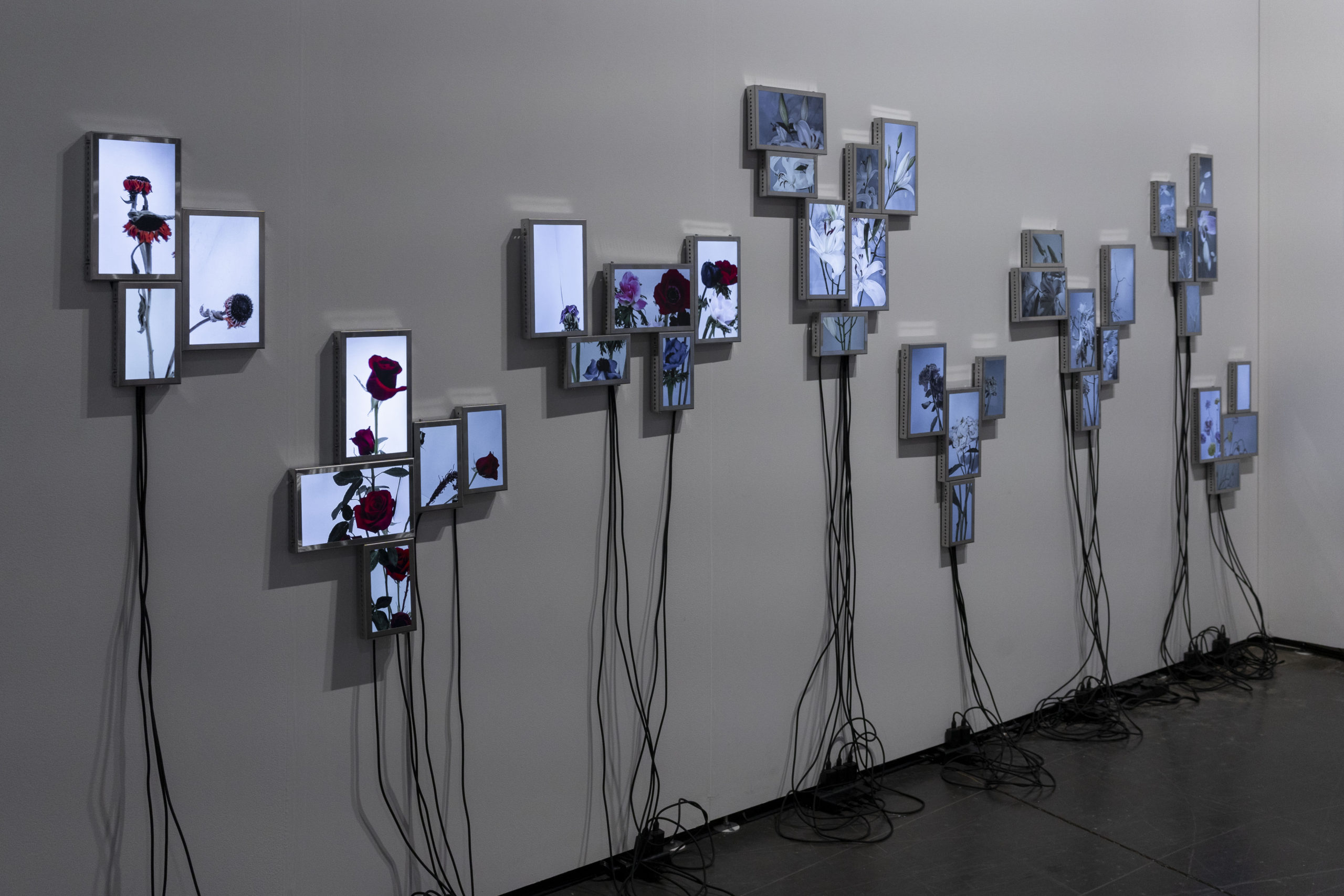 Rolf Art_ABMB 2024_Positions_Julieta Tarraubella_La vida secreta de las flores_16