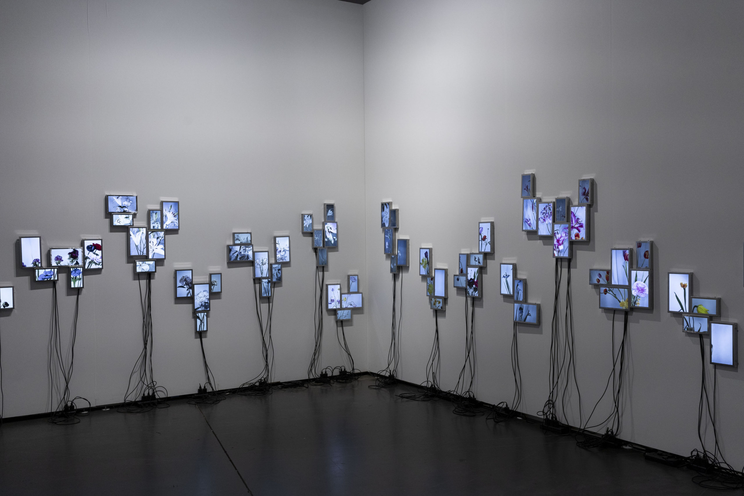 Rolf Art_ABMB 2024_Positions_Julieta Tarraubella_La vida secreta de las flores_2