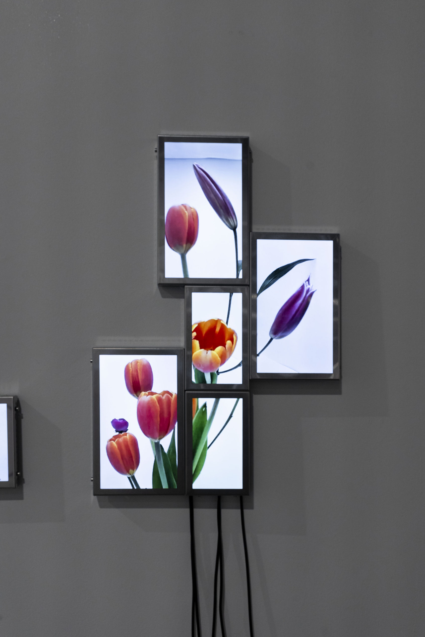 Rolf Art_ABMB 2024_Positions_Julieta Tarraubella_La vida secreta de las flores_21