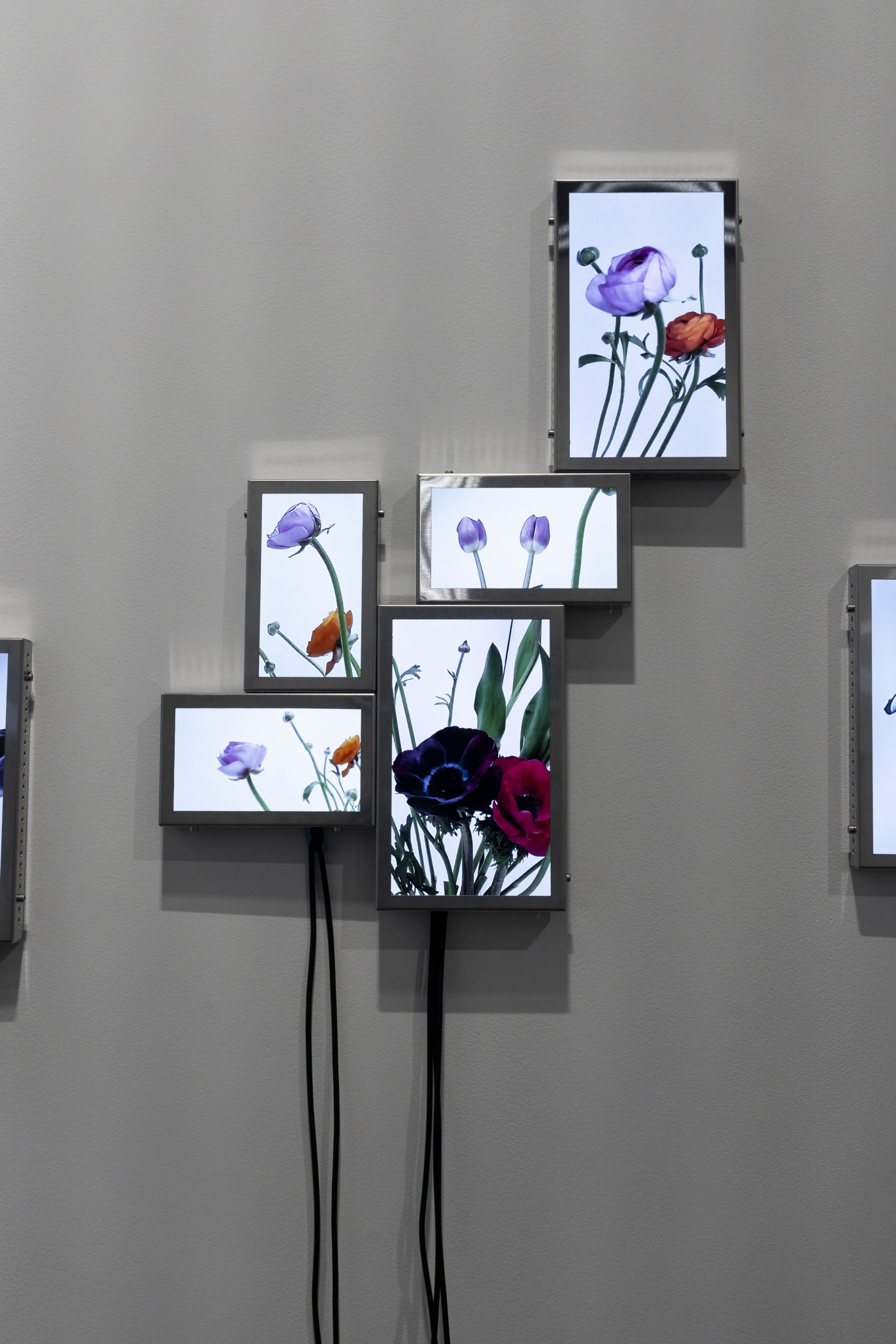 Rolf Art_ABMB 2024_Positions_Julieta Tarraubella_La vida secreta de las flores_28