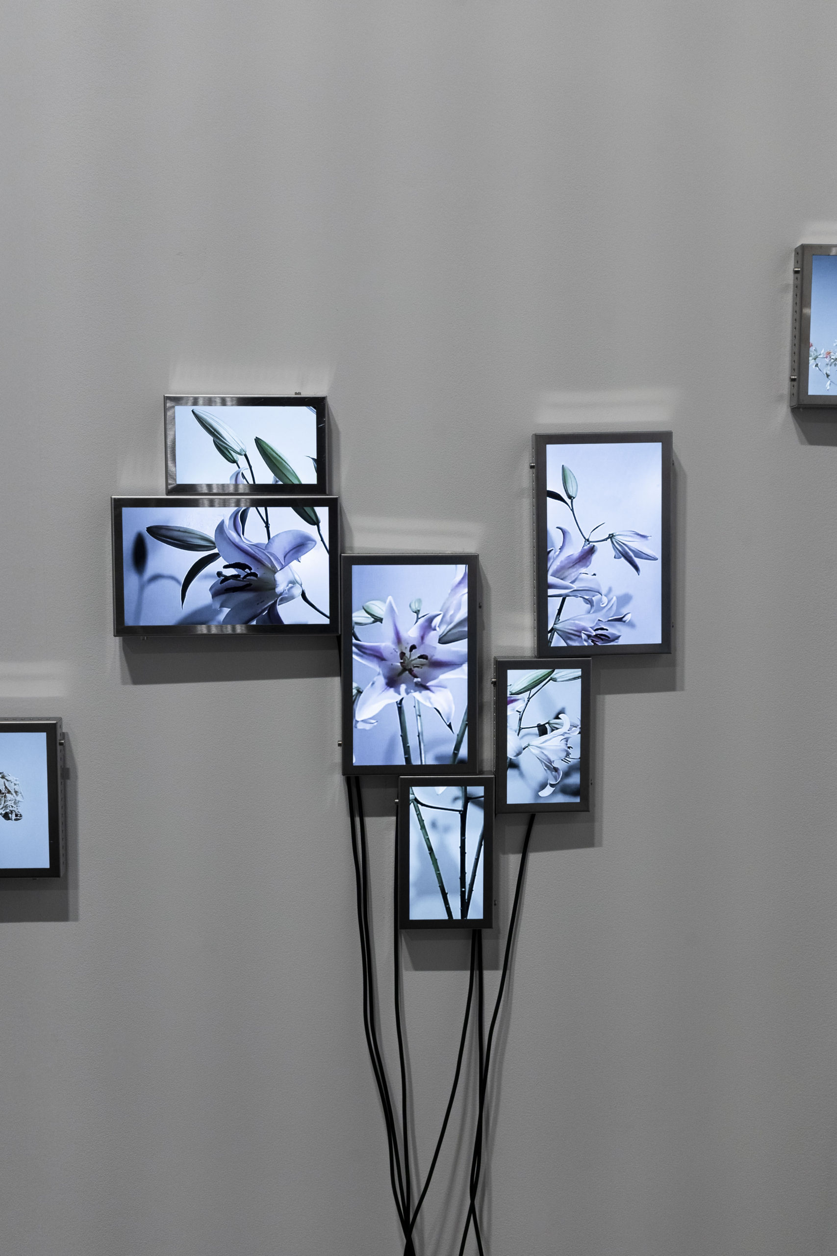 Rolf Art_ABMB 2024_Positions_Julieta Tarraubella_La vida secreta de las flores_36