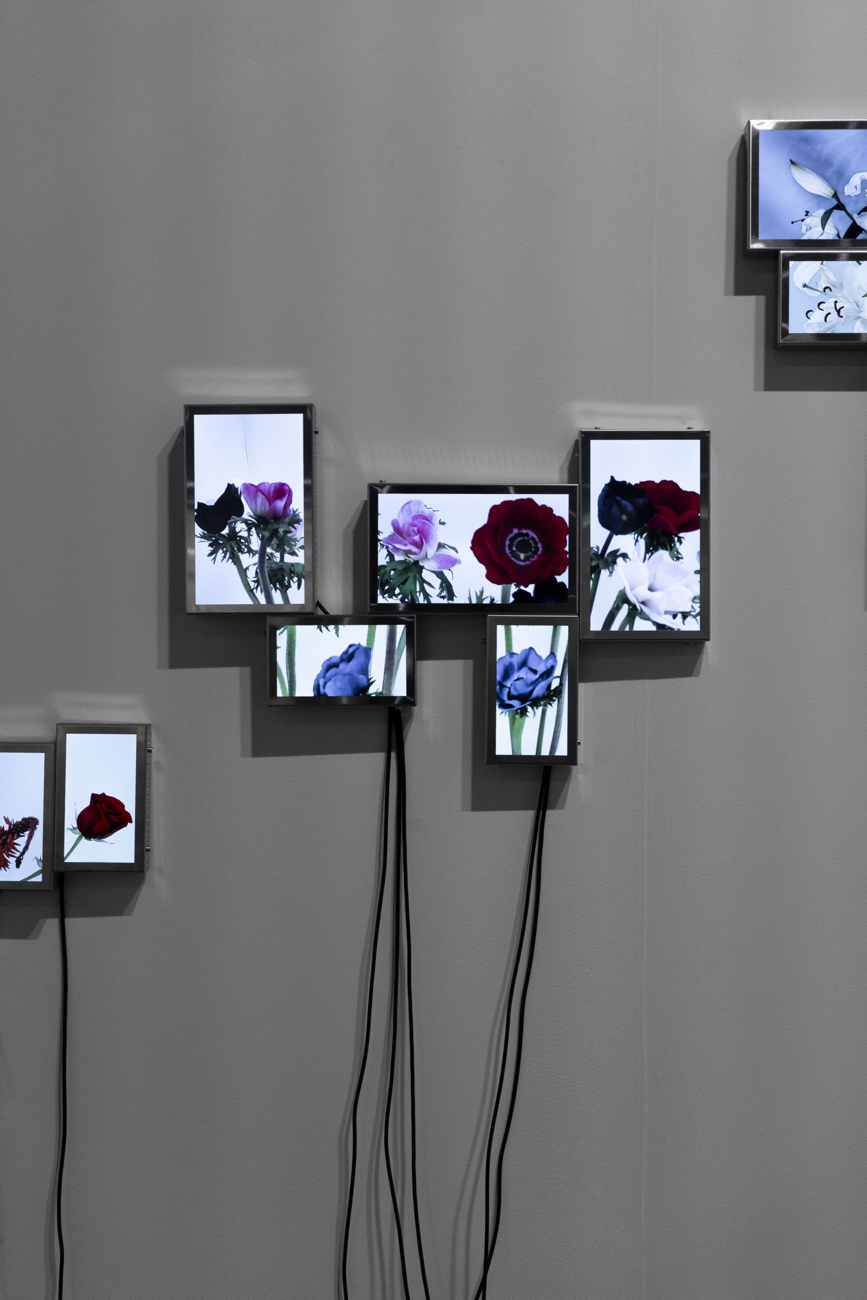 Rolf Art_ABMB 2024_Positions_Julieta Tarraubella_La vida secreta de las flores_42