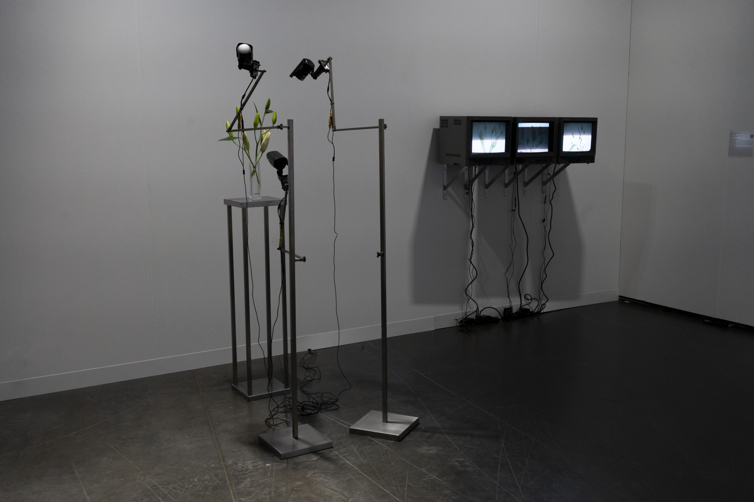Rolf Art_ABMB 2024_Positions_Julieta Tarraubella_La vida secreta de las flores_50