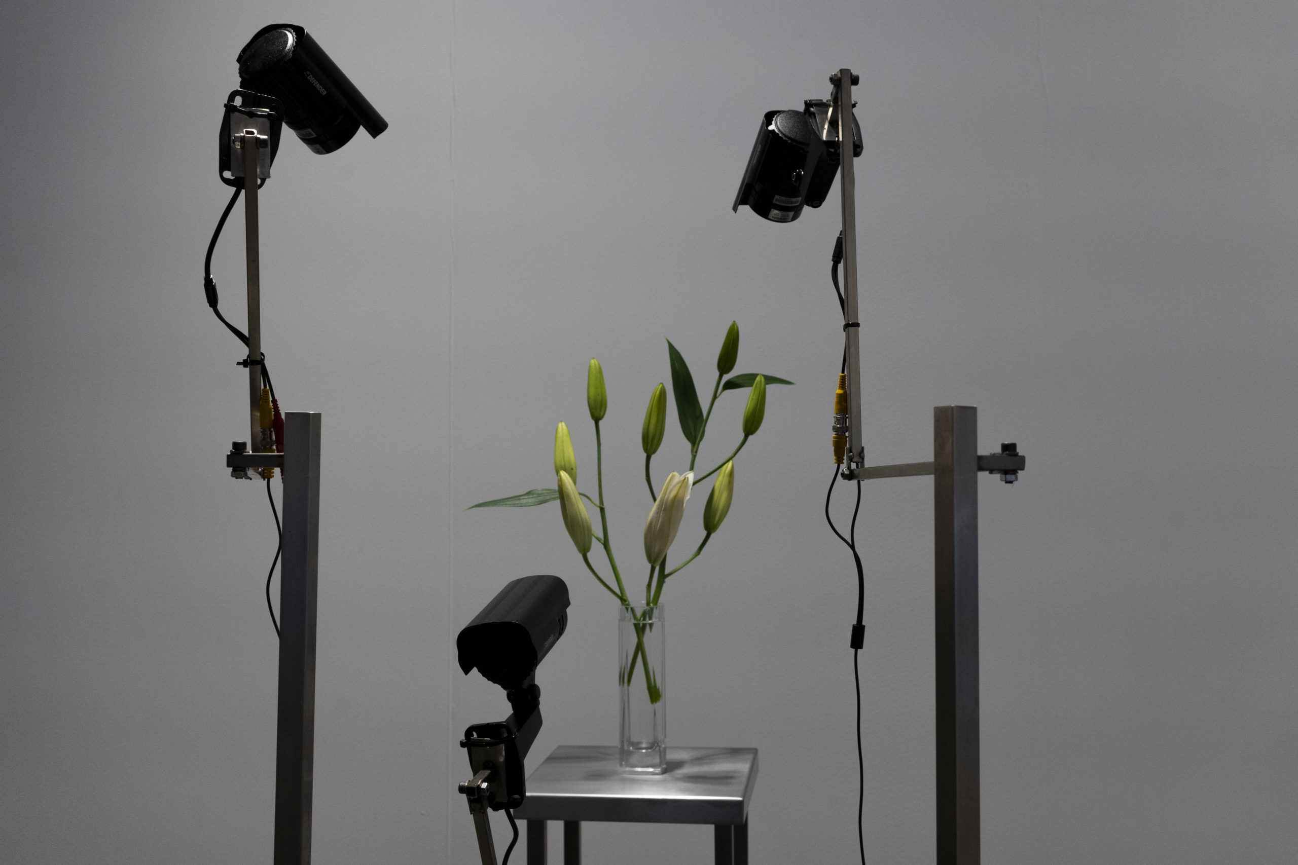 Rolf Art_ABMB 2024_Positions_Julieta Tarraubella_La vida secreta de las flores_54