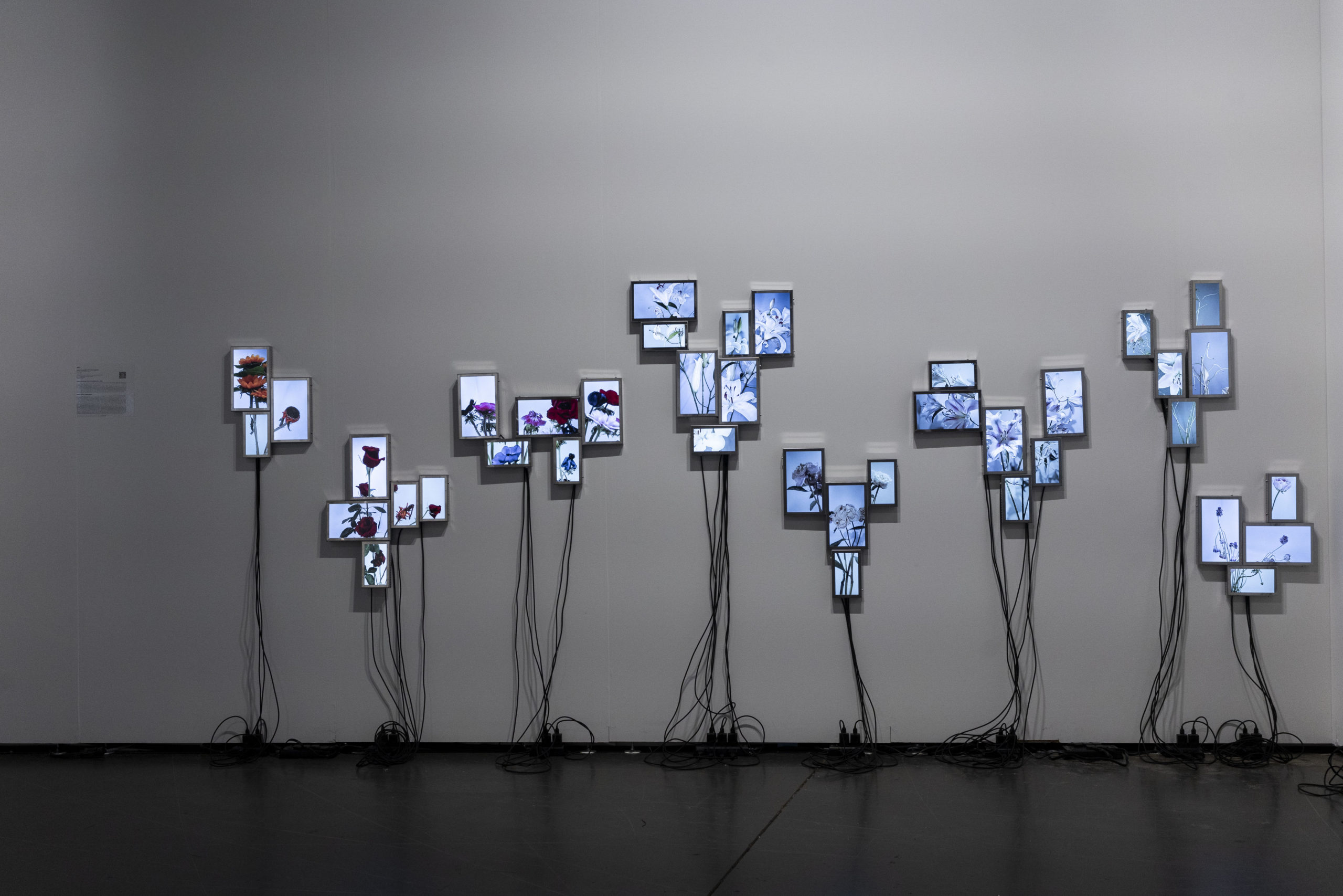 Rolf Art_ABMB 2024_Positions_Julieta Tarraubella_La vida secreta de las flores_9